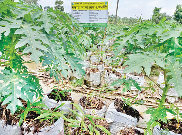 জয়পুরহাটে বস্তায় আদা চাষ করে স্বাবলম্বী হচ্ছেন কৃষকরা