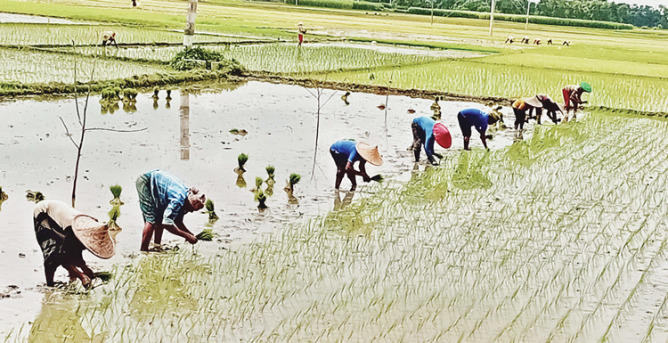 শালিখায় চলছে ধান রোপণের ভরা মৌসুম