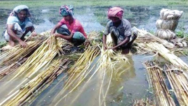 দিনাজপুরে পাটের বাম্পার ফলনে লাভবান কৃষক