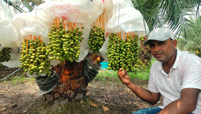 সৌদির খেজুর চাষে সাফল্য দিনাজপুরের জাকিরের