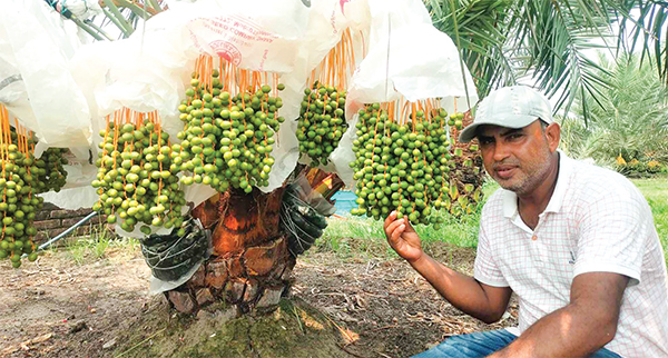 দিনাজপুরে সৌদির খেজুর চাষে সফল জাকির