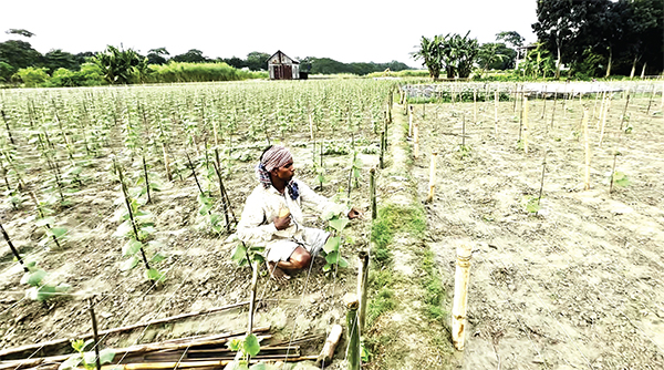 জাজিরায় বর্ষাকালীন সবজির ভালো ফলনের আশা কৃষকের