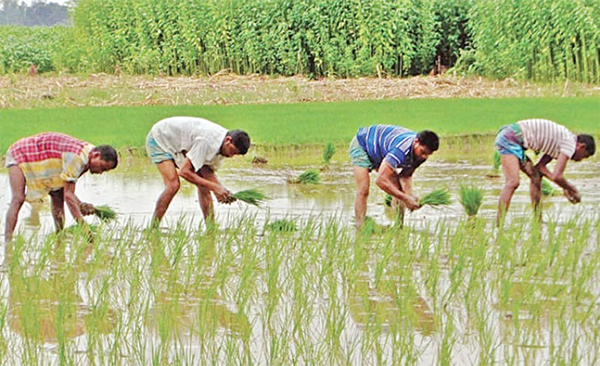 ঘোড়াঘাটে ১৭ হাজার হেক্টর জমিতে আমন ধান চাষ