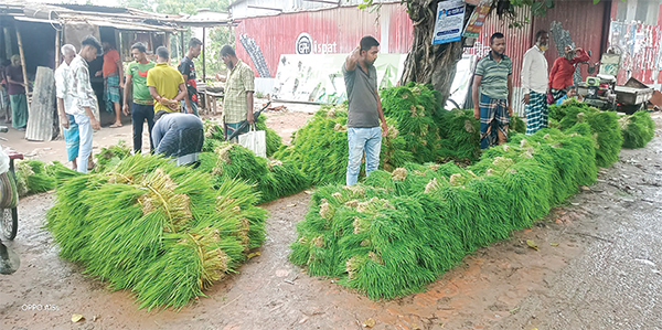 মধুখালীতে হাটে ধানের চারার আমদানি প্রচুর