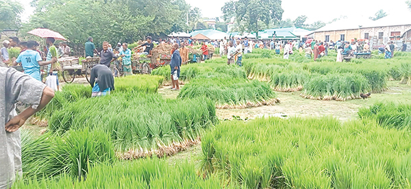 চারা সংকটে দুশ্চিন্তায় বর্গাচাষিরা