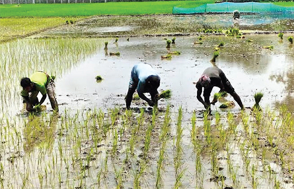 আমন ধান রোপণে ব্যস্ত গোপালগঞ্জের কৃষকরা