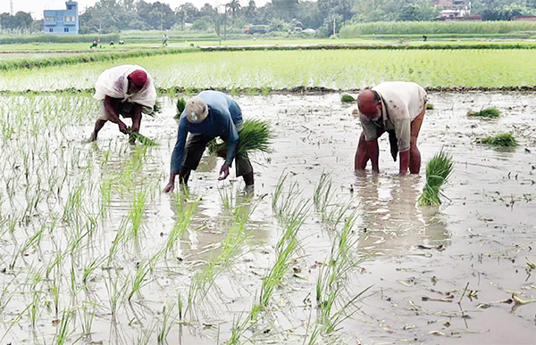 মাঠে মাঠে আমনের চারা রোপণে ব্যস্ত কৃষকরা