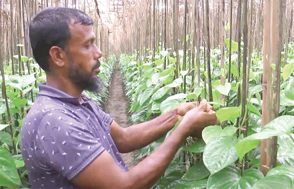 বিরলে পান চাষে ইউসুফের সাফল্য বছরে আয় ৬ লাখ টাকা