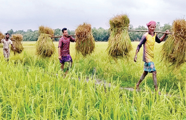 আউশের বাম্পার ফলনে কৃষকের মুখে মুচকি হাসি