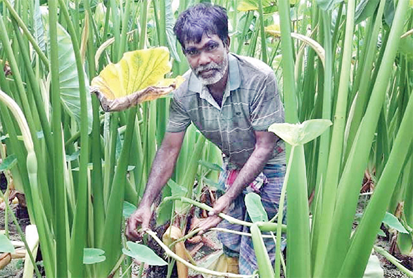 মেহেরপুরে বাড়ছে কন্দাল জাতের লতিকচুর চাষ