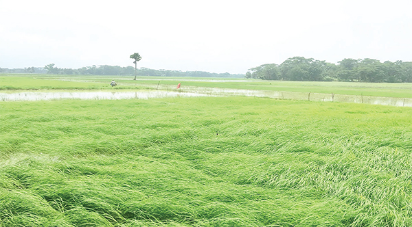 বৃষ্টিতে আমনের বীজতলা নষ্ট