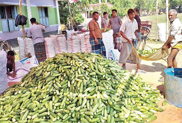 শশা চাষ করে লাভবান হচ্ছেন প্রান্তিক চাষিরা