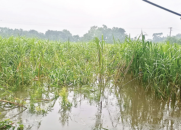 চাঁদপুরে জলাবদ্ধতায় রোপা আমনসহ আখের ব্যাপক ক্ষতি