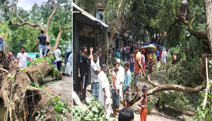 সিরাজগঞ্জে চরাঞ্চলের শতবছরী সেই কড়ই গাছ উপড়ে পড়েছে