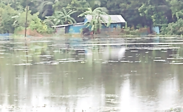 লক্ষ্মীপুরে ভেসে গেছে অর্ধ লক্ষাধিক পুকুরের মাছ