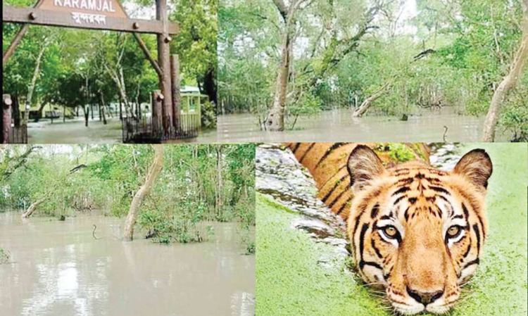 জলোচ্ছ্বাসে হুমকির মুখে সুন্দরবনের জীববৈচিত্র্য