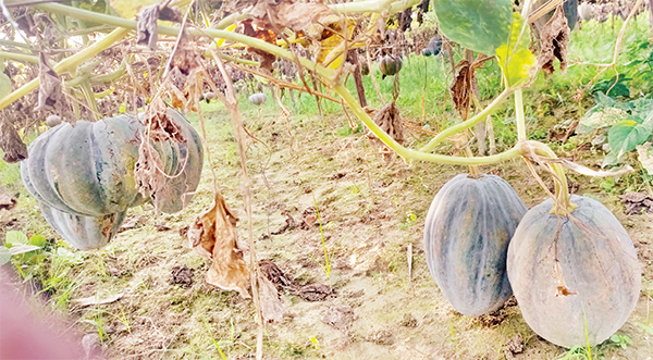 মিষ্টি কুমড়া চাষ করে লাভবান হচ্ছেন কৃষকরা