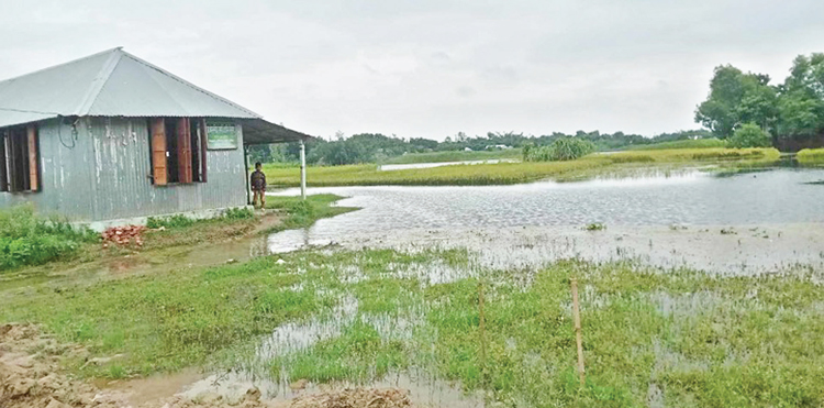 ভারি বর্ষণে তলিয়ে গেছে ফসল