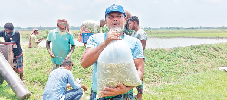 মাছ চাষ সম্প্রসারণে কাজ করছে চুয়াডাঙ্গার ওয়েভ ফাউন্ডেশন