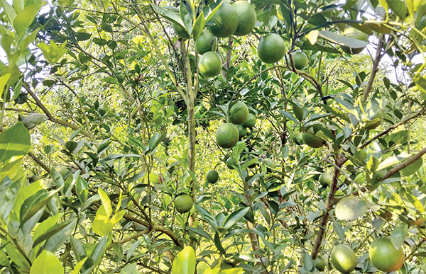 রাণীনগরে বাণিজ্যিকভাবে মাল্টা চাষ সুফলা এগ্রো প্রজেক্টের