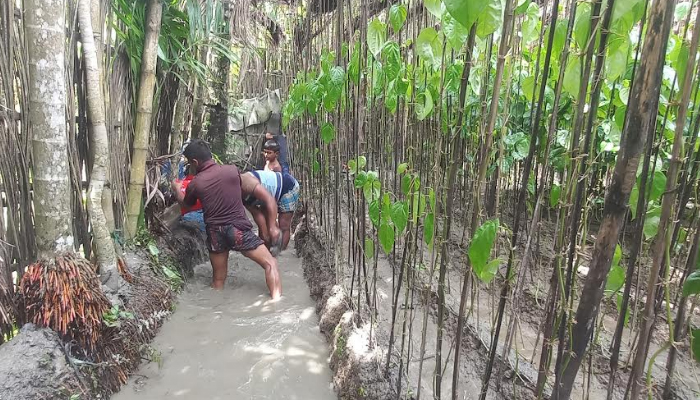 হাইমচরে ১০০ হেক্টর জমির পানের বরজ ক্ষতিগ্রস্ত