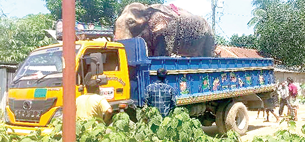 নির্যাতনের শিকার হাতিটি উদ্ধার করলো বন বিভাগ