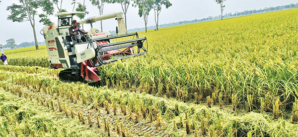 পতিত জমিতে আউশের বাম্পার ফলন