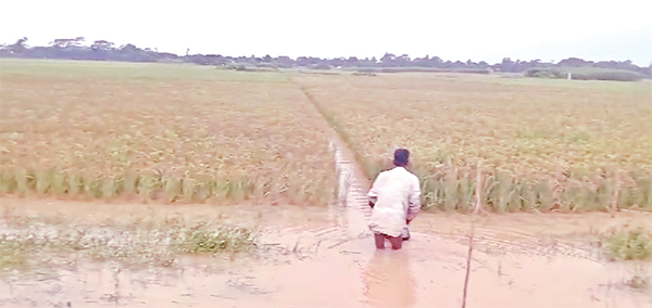 কৃষি ও মৎস্য খাতে প্রায় সাড়ে ৩ কোটি টাকার ক্ষয়ক্ষতি