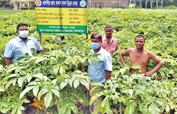 কৃষকদের বাণিজ্যিকভাবে ওলকচু চাষে লাভের স্বপ্ন