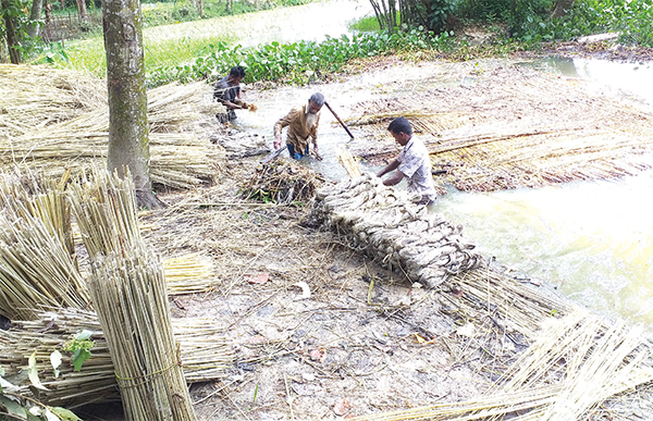 পাটের ভালো দাম পেয়ে খুশি কৃষকরা