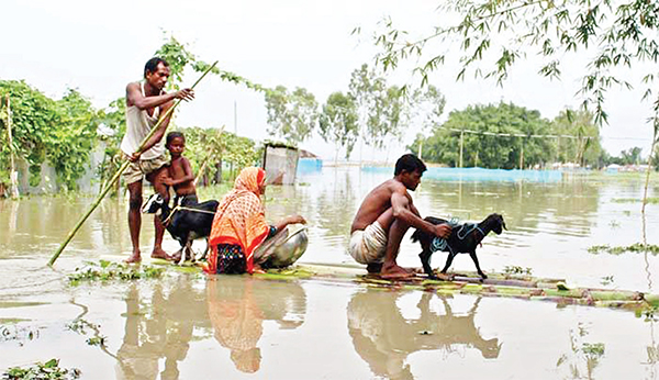 লক্ষ্মীপুরে বন্যায় প্রাণিসম্পদে ৮ কোটি ৬৫ লাখ টাকার ক্ষতি