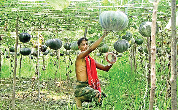 মোরেলগঞ্জে মিষ্টি কুমড়ার বাম্পার ফলন