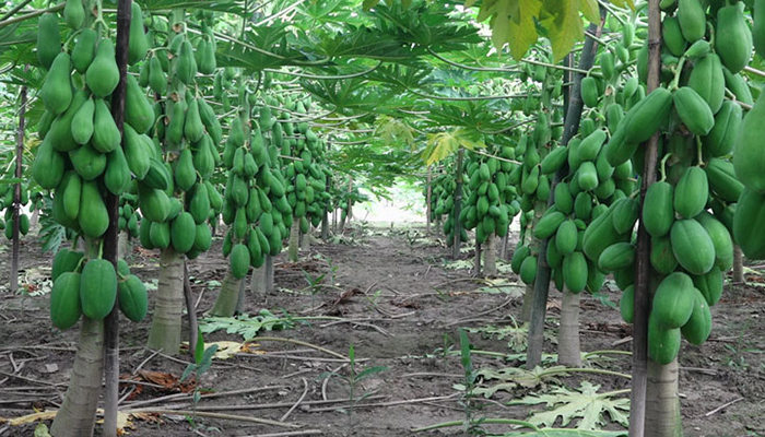 পেঁপে চাষে ভাগ্য বদলেছে হেলালের