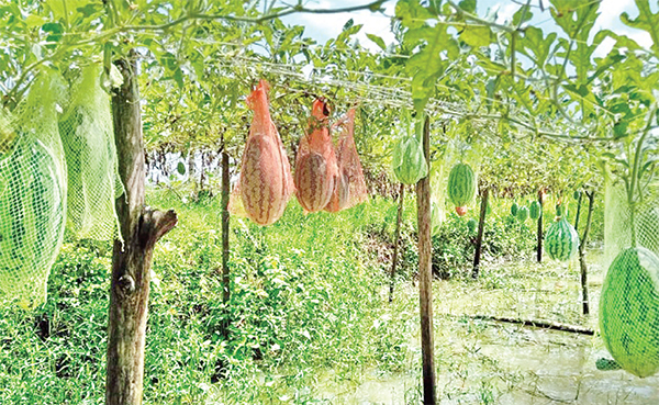 লবণাক্ত জমিতে তরমুজ চাষে সফল মোরেলগঞ্জের কৃষকরা