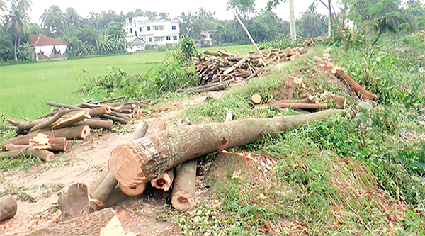 টেন্ডার ছাড়াই জেলা পরিষদের গাছ কেটে সাবাড়