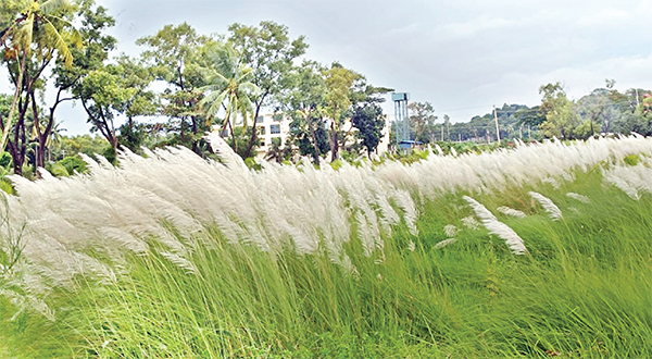 শরতের কাশফুল দেখা মিললো আনোয়ারায়