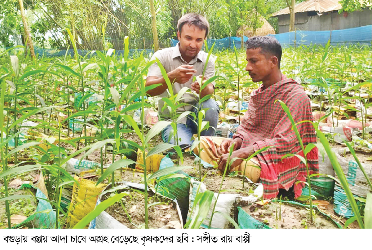 বাণিজ্যিকভাবে বস্তায় আদা চাষে সফল হচ্ছে কৃষক