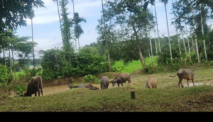 চোরাইপথে আসছে মহিষের ঝাঁক, নিয়ন্ত্রণে প্রভাবশালী সিন্ডিকেট