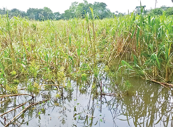 চাঁদপুরে বন্যায় ১২ হাজার হেক্টর জমির ফসলের ক্ষতি