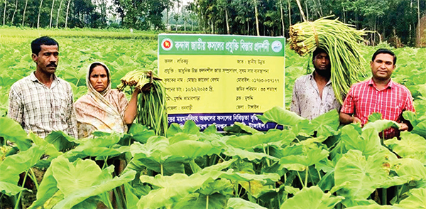 কচুলতি চাষে ঝুঁকছেন কৃষকরা