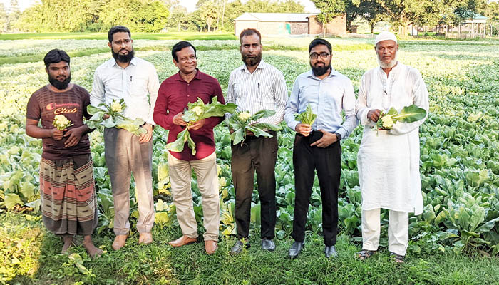 বীরগঞ্জে আগাম জাতের গ্রীষ্মকালীন ফুলকপির চাষ