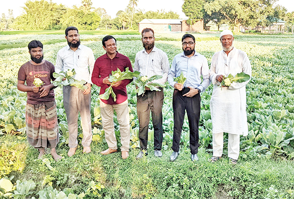 বীরগঞ্জে আগাম জাতের গ্রীষ্মকালীন ফুলকপি চাষ