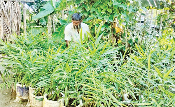 ভোলায় অনাবাদি জমিতে বস্তায় আদা চাষে ঝুঁকছে কৃষক