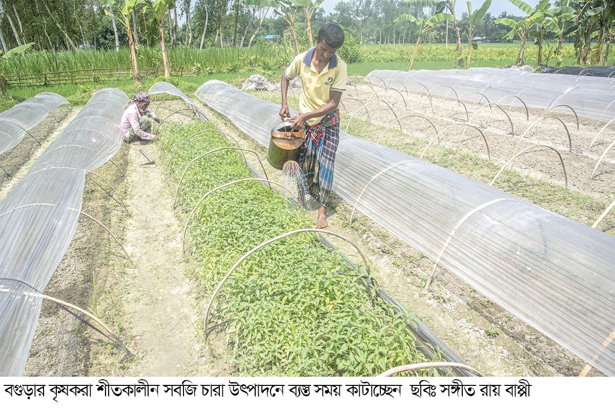 শীতকালীন সবজি চারা উৎপাদনে ব্যস্ত কৃষকরা