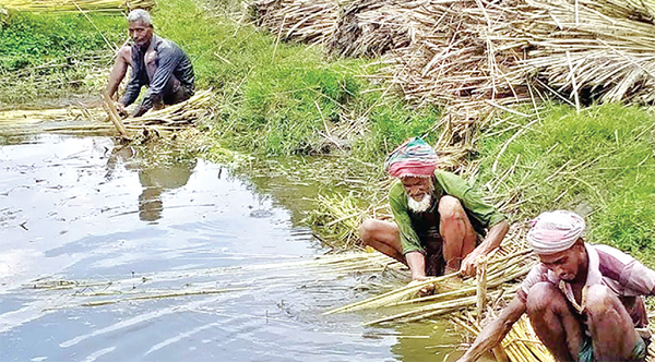 পাটে লাভবান রংপুর অঞ্চলের কৃষক