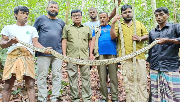 চকরিয়ায় ১০ ফুট লম্বা অজগর সাপ উদ্ধার, বনে অবমুক্ত