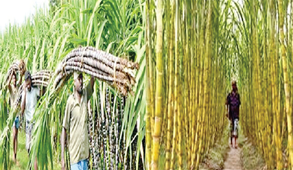 মোরেলগঞ্জে আখের বাম্পার ফলন