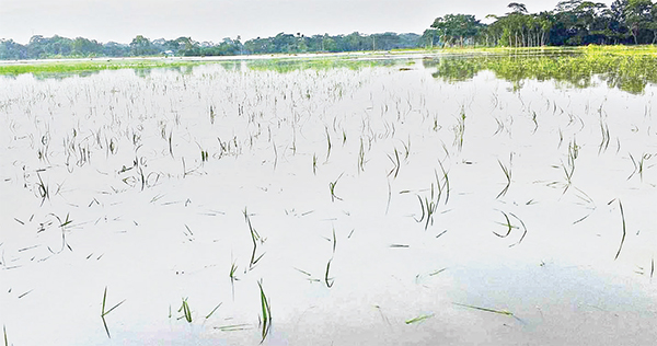 দুমকিতে টানা বর্ষণে আমনের চারা সংকট, দিশাহারা কৃষক