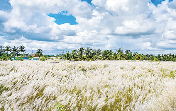 শরতের কাশফুল