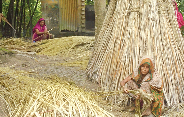 পাটের আবাদ বেড়েছে  দামে খুশি কৃষক